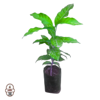 شتلات البن الحرازي