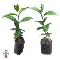 شتلات البن الدوايري